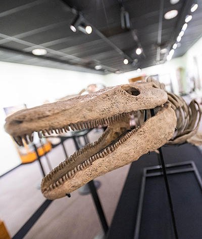 Skeleton Exhibit